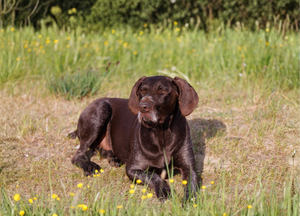 Wenn jeder Schritt schwerfällt – Gelenkprobleme beim Hund natürlich unterstützen