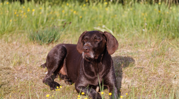Wenn jeder Schritt schwerfällt – Gelenkprobleme beim Hund natürlich unterstützen