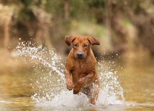 Rhodesian Ridgeback Kitani sitzt aufmerksam auf einer Wiese – persönlicher Blogbeitrag über natürliche Hundeernährung und Vertrauen.
