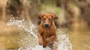 Rhodesian Ridgeback Kitani sitzt aufmerksam auf einer Wiese – persönlicher Blogbeitrag über natürliche Hundeernährung und Vertrauen.