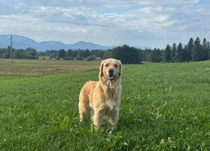 Golden Retriever Hündin Mia mit Nature's Gold Wild-Nassfutter – eine Kundengeschichte über Ernährung, Verträglichkeit und einen erleichterten Alltag.