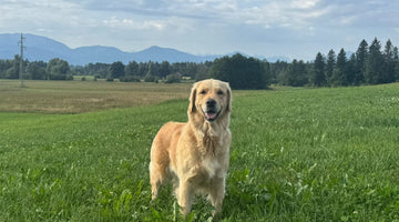 Golden Retriever Hündin Mia mit Nature's Gold Wild-Nassfutter – eine Kundengeschichte über Ernährung, Verträglichkeit und einen erleichterten Alltag.