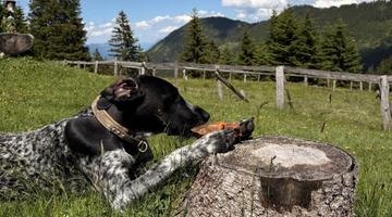 Natürlich kauen – Warum ein Rinderohr für Hunde mehr ist als nur ein Snack
