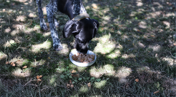 Burly frisst entspannt Nature's Gold Nassfutter im Garten und zeigt, wie sehr ihm natürliche Zutaten schmecken.