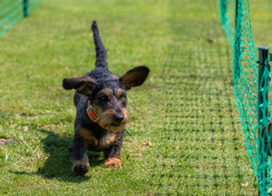 Fröhlicher Dackel bei den Dackel Open in Dachau. Nature's Gold war als Sponsor mit über 100 Crunchos-Paketen bei dem Hundeevent vertreten.