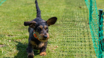 Fröhlicher Dackel bei den Dackel Open in Dachau. Nature's Gold war als Sponsor mit über 100 Crunchos-Paketen bei dem Hundeevent vertreten.