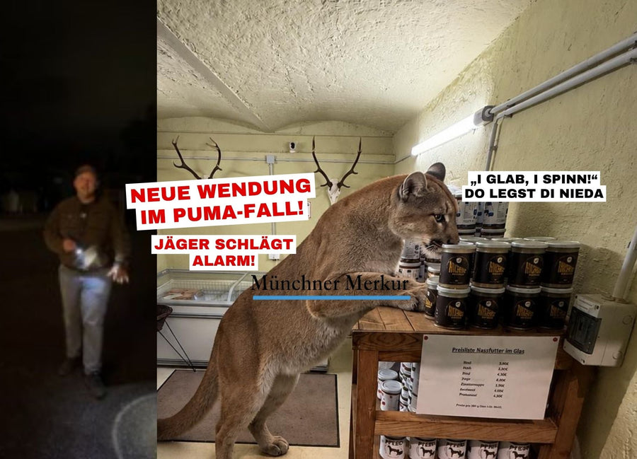 DER PUMA VON ACHERING – JETZT SOGAR IN DER ZEITUNG – Nature´s Gold ...