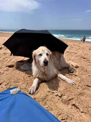Golden Retriever Hazel und Hope beim Camperurlaub am Strand