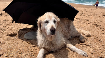 Golden Retriever Hazel und Hope beim Camperurlaub am Strand