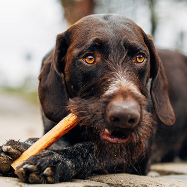 Hunde Kausnack - Getrocknete Ochsenziemer XXL - kalorienarm
