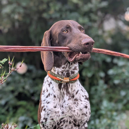 Hunde Kausnack - Getrocknete Ochsenziemer XXL - kalorienarm