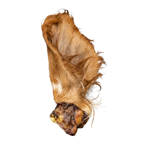 Hunde Kausnack - Getrocknetes Rinderohr mit Fell - für die Darmreinigung